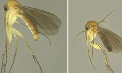 15 nuevas especies de mosquitos de los hongos fueron descritas en Napo / foto: Cortesía Inabio