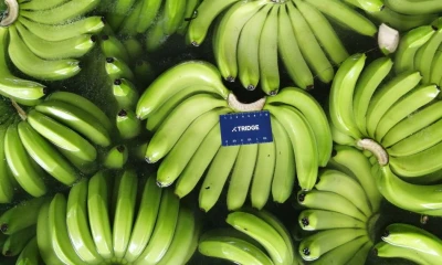 La recuperación marca un giro moderado luego de la caída sostenida observada desde mayo / Foto: cortesía Adama