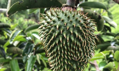 Se lo hará en una gira en España y Francia./ Foto: cortesía AsoGuanábana