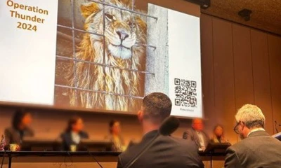 El tráfico de especies singulares y demandadas impulsa la pérdida de biodiversidad / Foto: cortesía Interpol