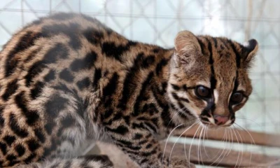 El espécimen fue abandonado en un centro veterinario de la provincia. Foto: El Comercio