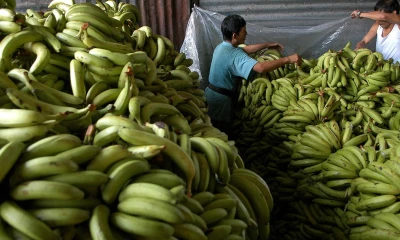 La Unión Europea (UE) fue el destino del 31,22 % de las exportaciones, con un total de 29,98 millones de cajas enviadas al bloqueo europeo / Foto: EFE