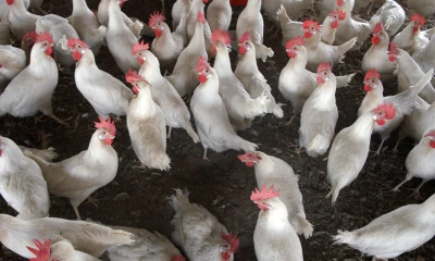 El Ministerio de Salud Pública informó en un comunicado de que este caso se detectó el pasado 7 de enero / Foto: EFE 