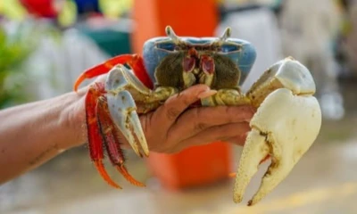 Existen dos periodos de veda de cangrejo que protegen cerca del 30 % de las poblaciones / Foto: cortesía