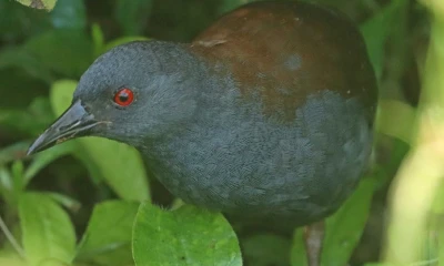 El ave suele esconderse en la vegetación densa, como pastizales altos y densos matorrales / Foto: cortesía Fundación Charles Darwin