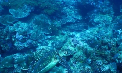 En Galápagos existían diecisiete arrecifes, pero los efectos del fenómeno de El Niño en 1982 y en 1983 los llevaron al borde de la extinción / Foto: Cortesía Parque Nacional Galápagos