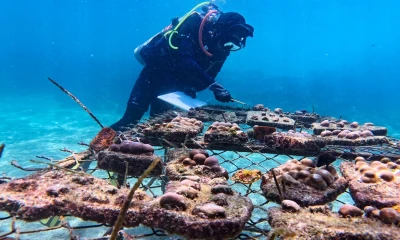 De acuerdo con la organización estadounidense sin fines de lucro Galapagos Conservancy, los corales actúan como barreras naturales contra tsunamis, olas y otros fenómenos/ Foto: cortesía EFE