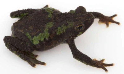 ESPECIE. El único individuo de rana verrugosa mide actualmente 32 mm. Foto: La Hora