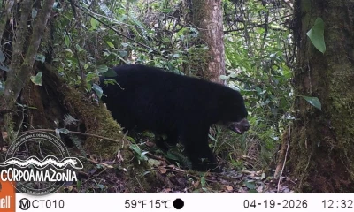 La confirmación se da gracias a un sistema de monitoreo con cámaras trampa. / Foto: Corpoamazonía