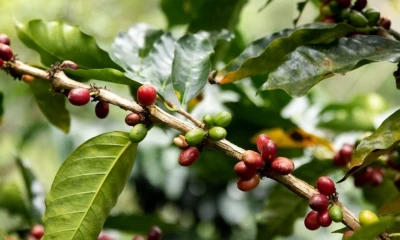 El café arábigo duplicó su valor en los últimos años, pasando de 4,54 dólares por kilogramo en 2023 a más de 8 dólares en 2025 / Foto: cortesía MAGP