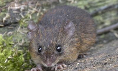 Los investigadores pertenecen a la Universidad Yachay, INABIO, PUCE … / Foto: cortesía MAATE