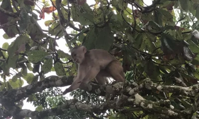 Hoy, 12 de febrero se celebra el Día de la Amazonía ecuatoriana / Foto: El Oriente
