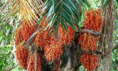 La palma de la chonta es un referente cultural de la Amazonía / Foto: Shutterstock