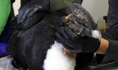 Rescatan en Imbabura a un cóndor con perdigones en el cuerpo / Foto: EFE