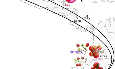 Domesticación del tomate - Foto: Oxford University Press
