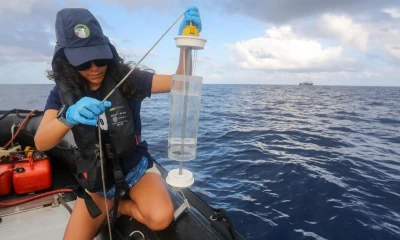 El trabajo de Sangolqui se enfoca en una de las aves más emblemáticas y amenazadas del archipiélago: el petrel de Galápagos / Foto: cortesía Qué pasa media