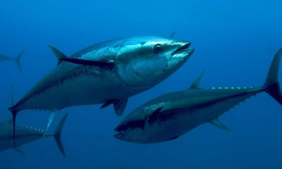 Principales noticias de Ecuador hoy - 19 de febrero de 2026 / Foto: cortesía Cámara Nacional de Pesquería