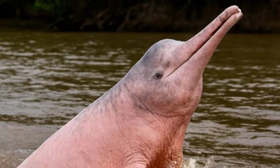Los resultados del estudio también documentan la muerte de 50 delfines durante la última década / Foto: cortesía 