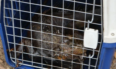 En la Reserva hay una variedad de aves, anfibios, reptiles, peces, entre otras especies / Foto: cortesía MAAP