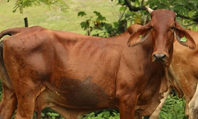 A partir de finales de diciembre, el mercado egipcio está habilitado./ Foto: Agrocalidad