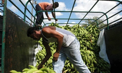 El sector bananero busca una relación más solida con Asia  / Foto: EFE