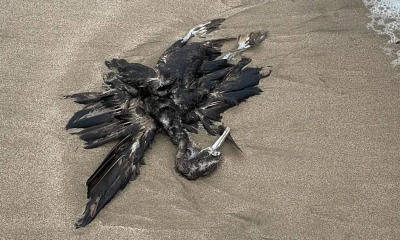 Este protocolo posibilita la prevención y control de la propagación de enfermedades que puedan afectar la biodiversidad del país, la salud humana y las actividades productivas / Foto: cortesía