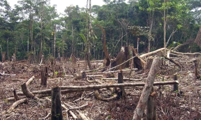 Aunque la deforestación acumulada cayó, el monitoreo evidencia que persisten las presiones históricas por acción humana. / Foto: Wikipedia