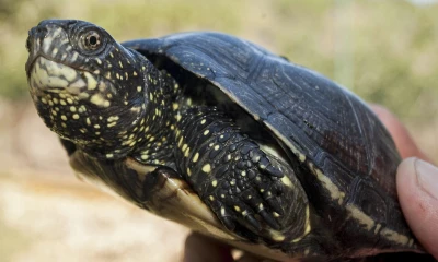 Comienza audiencia del caso sobre tortugas halladas en maleta en Galápagos / Foto: EFE