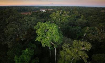 El evento se centrará en el debate sobre el aporte de los bosques de América Latina y el Caribe en temas de seguridad alimentaria y otros aspectos del desarrollo rural / Foto: cortesía ministerio de Ambiente