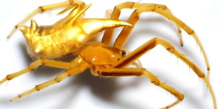 Descubren dos nuevas especies de arañas tejedoras en la Amazonía ecuatoriana 