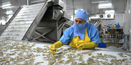 China suspende a siete procesadoras de camarón ecuatoriano