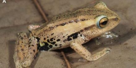 Descubren nuevas especies de ranas en los bosques de bambú del sur de Ecuador