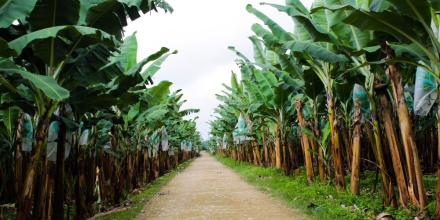 Gobierno activa emergencia fitosanitaria por hongo Fusarium Raza 4 en finca bananera 