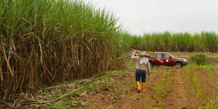 Ingenios azucareros proyectan más producción en 2026