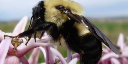Trece especies de abejorros registradas en Ecuador