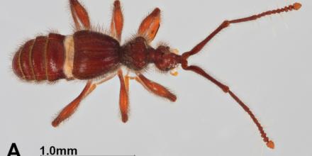 Descubren dos nuevas especies de escarabajos en Napo 