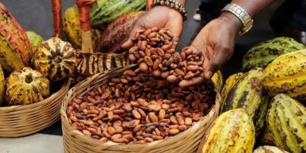 Ecuador celebra el Día Mundial del Cacao