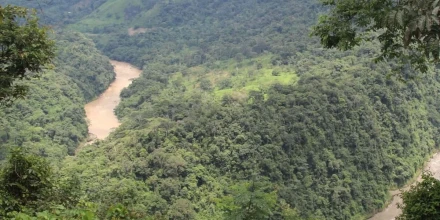 Hallan nueva especie vegetal en la Amazonía ecuatoriana