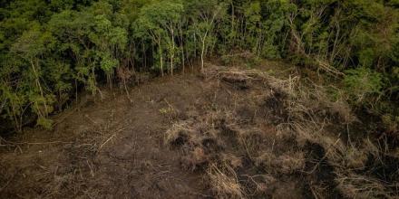 Colombia: Fiscalía reveló red de tala indiscriminada en la Amazonía 