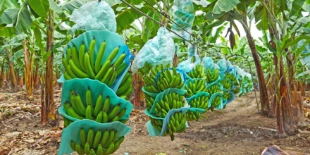 La Cepal mejora la perspectiva para Ecuador la economía crecería un 2,4 % en 2026