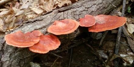 47 especies de hongos fueron registradas en reserva de El Oro
