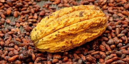 El boom del cacao impulsó inversiones y mejoras en la vida de productores ecuatorianos