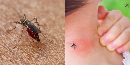 Ecuador ya registra 6 muertos por dengue