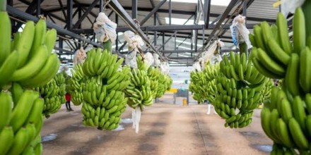 Sector bananero activa plan preventivo por posible llegada de El Niño