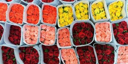 Empresarios prevén alza del 6 % en exportaciones de flores para San Valentín
