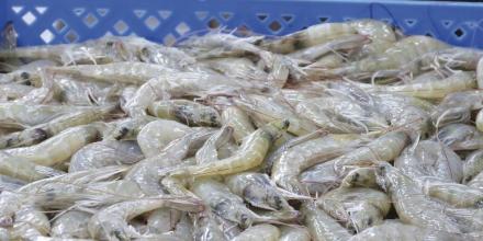 Gobierno admite que camarón está reemplazando al petróleo como principal ingreso