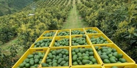 El aguacate lidera la nueva apuesta exportadora de Ecuador; la chirimoya gana espacio