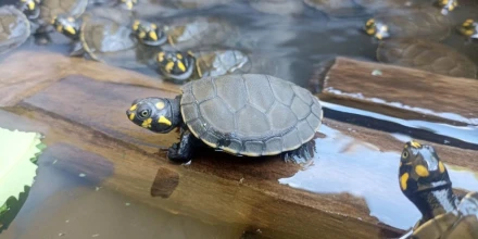 Liberan más de 1.900 tortugas charapas en el río Aguarico