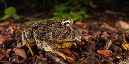Guayaquil vuelve a registrar especies ausentes por más de un siglo