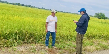 El Gobierno activa la compra directa de arroz en Guayas y Los Ríos